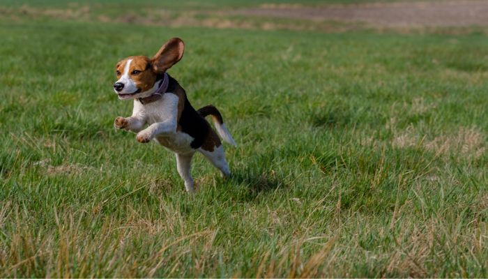 Beagle running in a field