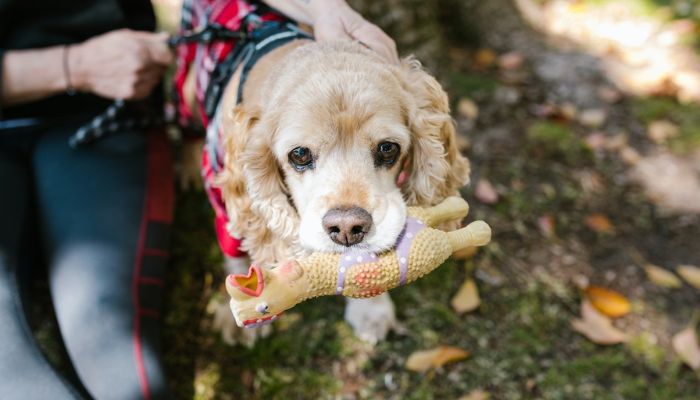 Cocker Spaniel with toy in mouth