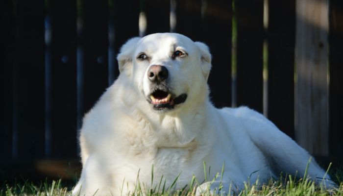 Great Pyrenees dog photographed in forest